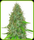 2 Fast 2 Vast Auto - Heavyweight Seeds