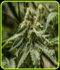 2y2 - R-Kiem Seeds
