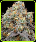 41 Sherb - Grounded Genetics