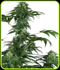 420 Punch - Sensi Research Seeds