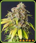 60 Day Grapefruit Auto - PowerStrains