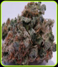 707 Headband - BC Bud Depot