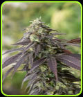 707 Headband - Humboldt Seed Organisation