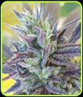 707 Truthband - Emerald Mountain Legacy