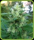 710 Gum - 710 Genetics