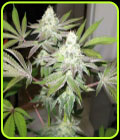 78 - Cali Connection Seeds