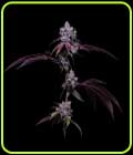 78 Tenzin #4 - Green Bodhi Seeds
