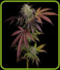 7 S.O.H. - Grateful Seeds