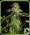 818 Headband aka Sour OG - Cali Connection Seeds