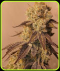 9lb Hammer - Jinxproof Genetics