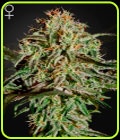 A.M.S. Anti Mold System - Green House Seeds