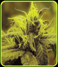 A1 Haze - Sagarmatha Seeds
