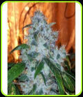 AG13 Haze X Biker - Limited Edition - Karma Genetics