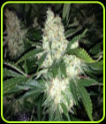 AK27 Express Auto - Phoenix Cannabis Seeds