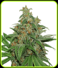 AK420 Auto - Seed Stockers