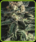 AK47 X SCBDx - Super CBDx Seeds
