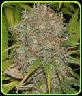 AK48 Automatic - Sagarmatha Seeds