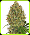 AK-420 - White Label Seeds