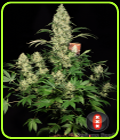 AK 47 - Serious Seeds