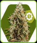 Green AK XL Auto - Zambeza Seeds