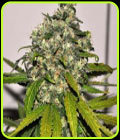 AK 48 Automatic - Nirvana Seeds
