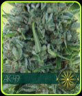 AK 49 - Vision Seeds