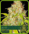 AK 49 Auto - Vision Seeds