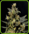 AK - CBD Seeds