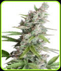 AK Auto - Seedmakers Seeds