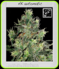 AK Automatic - BlimBurn Seeds
