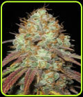 AK Confidential - Ultra Genetics