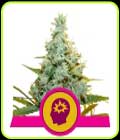 AMG - Royal Queen Seeds