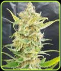 A Little Kushy Auto - Freedom of Seeds