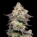 Acai Grapes - Cookies Seed Bank