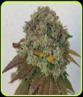 Acid Dawg - Karma Genetics