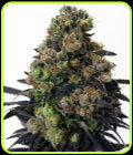 Acid Dough - Ripper Seeds