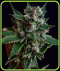 Affie Dogwalker - Green Bodhi Seeds