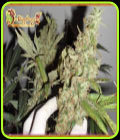 Afghan Cow - Dr Krippling Seeds