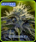 Afghan Express - Positronic Seeds