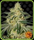 Afghan Hash Plant - Barneys Farm Seeds