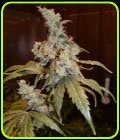Afghan Haze - Mr Nice Seeds