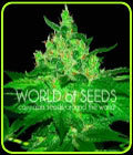 Afghan Kush - World of Seeds