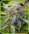 Afghan Kush Auto - PowerStrains