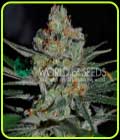 Afghan Kush Early - World of Seeds