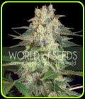 Afghan Kush Ryder - World of Seeds
