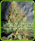 Afghan Kush Special - World of Seeds