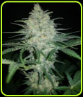 Afghan Kush + - BSB Genetics