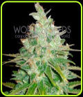 Afghan Kush x Black Domina - World of Seeds