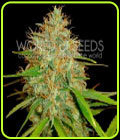 Afghan Kush x Skunk - World of Seeds