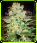 Afghan Kush x White Widow - World of Seeds
